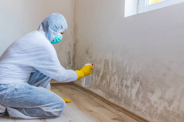 Licensed Mold Remediation service in Hawthorne, FL - 24 Hour Mold Removal