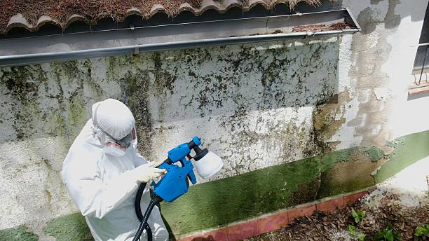 Top rated local Mold Remediation specialists in Hawthorne, FL